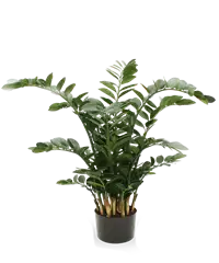 Pianta di zamioculcas
