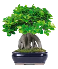 Pianta di Bonsai