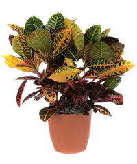 Pianta di croton