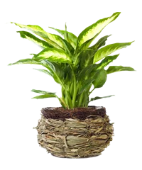 Pianta di Dieffenbachia
